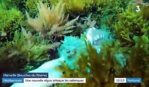 Calanques de Marseille : une algue invasive venue du Japon prolifère