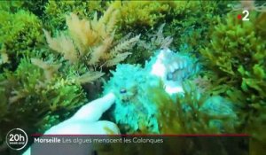 Marseille : une algue invasive prolifère dans les Calanques