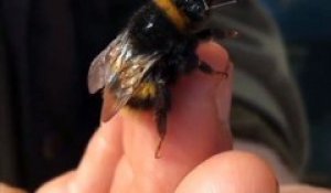 Nourrir une abeille à la main pour la sauver