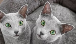 Avec leurs yeux verts envoûtants, ces chattes ont conquis le cœur des internautes