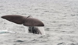 Pour la troisième année consécutive, aucune baleine n'a été chassée en Islande