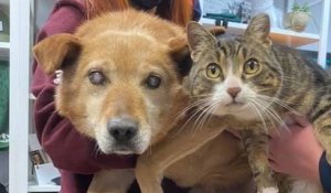 Recueillis par un refuge, un chien aveugle et son chat de « soutien » ont été adoptés ensemble