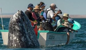 Mexique : une baleine a pris des touristes par surprise en se faufilant derrière leur bateau