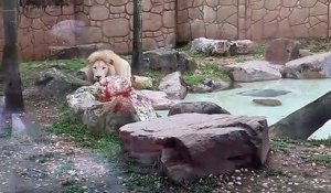 Un lion prêt à bondir sur les touristes