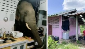 Thaïlande : un éléphant sauvage saccage une cuisine pour voler un sac de riz