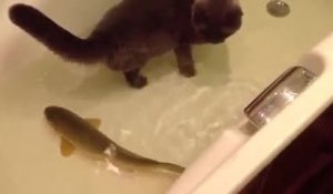 Un chat et un poisson jouent ensemble