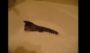 Un chat s’amuse dans une baignoire