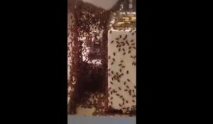 Un essaim d’abeilles envahit une bijouterie