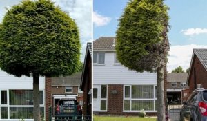 Angleterre : en conflit avec leurs voisins, ils décident de couper l'arbre devant chez eux en deux