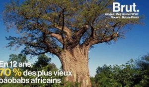 Afrique : les plus vieux baobabs sont en train de disparaître