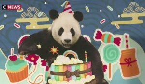 Chine : un panda fête ses 11 ans avec ses fans