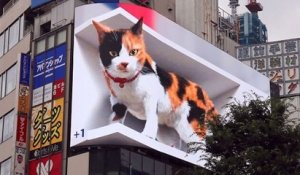 À Tokyo, un chat géant en 3D hypnotise les passants