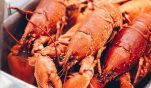Royaume-Uni : il pourrait bientôt être interdit de faire bouillir des homards vivants
