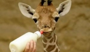 Loir-et-Cher : naissance exceptionnelle d'un girafon au zoo de Beauval