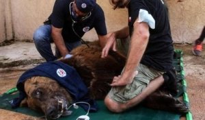 Souffrant de malnutrition, ces deux ours vont quitter leur zoo libanais pour une vie meilleure dans un refuge américain