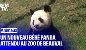 Un bébé panda va naître dans une dizaine de jours au zoo de Beauval