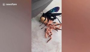 Cette guêpe noire ne fait qu'une bouchée de cette araignée...