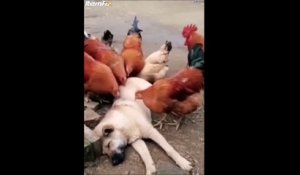 Ce chien se fait cajoler par des poules... le pied