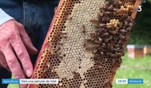 Abeilles : la production de miel très réduite