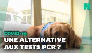 Covid-19: Le premier chien renifleur a été testé en Alsace