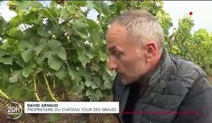 Bordeaux : entre le gel et le mildiou, une année noire pour les viticulteurs