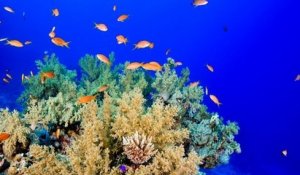 Pour protéger les récifs coralliens, la Thaïlande interdit l'utilisation des crèmes solaires toxiques