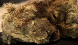 Deux lionceaux de la dernière ère glaciaire retrouvés parfaitement intactes en Sibérie