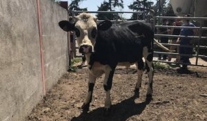 Loire : un taureau, refusant d'être conduit à l'abattoir, commence une nouvelle vie dans une ferme normande