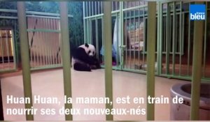 Retour au zoo de Beauval, 15 jours après la naissance des deux bébés pandas
