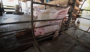 L214 dénonce la maltraitance dans un élevage porcin