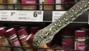 Australie : une cliente d'un supermarché se retrouve nez à nez avec un serpent de trois mètres