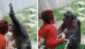 Belgique : une femme interdite de zoo car elle est devenue trop proche d'un chimpanzé
