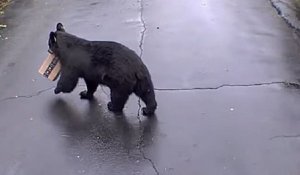 Connecticut : un ours noir à la recherche de nourriture a dérobé le colis Amazon d'une habitante