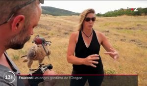 États-Unis : dans l'Oregon, les faucons protègent les récoltes
