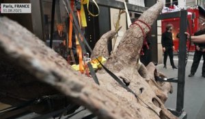 Le squelette du plus grand tricératops connu au monde exposé à Paris avant sa mise aux enchères