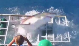 Un grand requin blanc réussit à entrer dans la cage d'un plongeur qui l'observait !