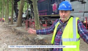 Le Journal - 01/09/2021 - TOURS / Diagnostic racinaire pour les platanes du boulevard Béranger
