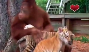 Cet orang outan fait la nounou pour des bébés tigres... pas facile