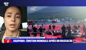 Story 5 : Dauphins, émotion mondiale après un massacre - 16/09