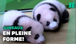 Chine: Deux bébés pandas présentés au public du zoo de Chongqing