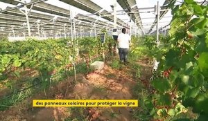 Des panneaux solaires pour protéger les vignes dans les Pyrénées-Orientales