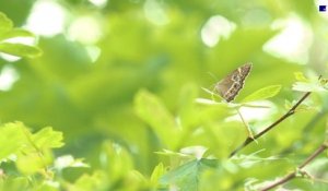 Papillons menacés - Tout savoir sur la Bacchante