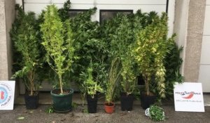 Dijon : une femme de 70 ans interpellée pour avoir cultivé 12 plants de cannabis à son domicile