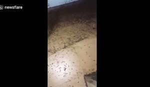 Une maison infestée de milliers d'insectes