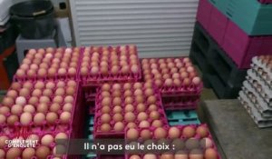Surproduction d’œufs bio : le revers de la course à l'industrialisation