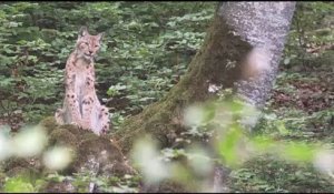 Lynx  Film bande-annonce