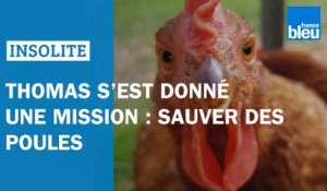 Thomas Dano s'est donné une mission : sauver des poules de l'abattoir