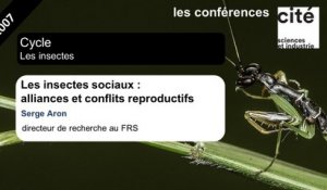 Les insectes sociaux : alliances et conflits reproductifs