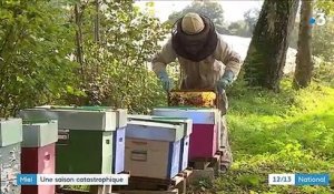 Agriculture : une saison catastrophique pour le miel