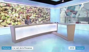 Pistaches : le retour de l'or vert en Provence